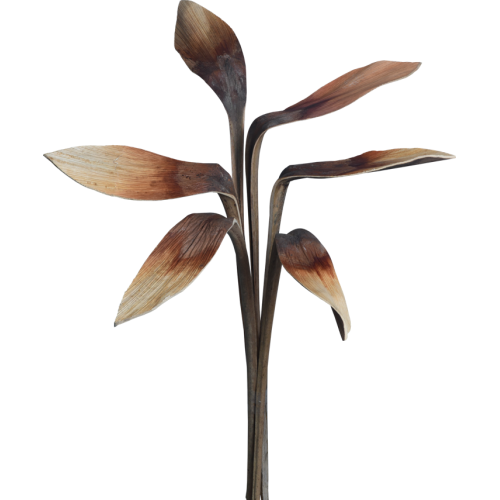 Ægte tørrede skohorn